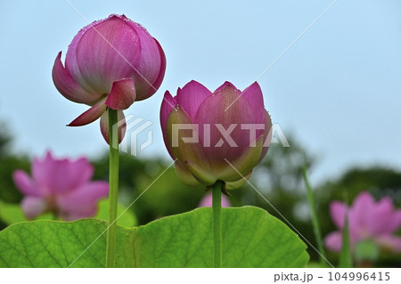 行田市古代ハスの里の古代ハスの蕾み 104996415