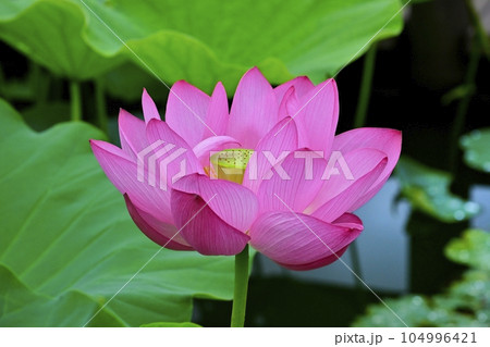 行田市古代ハスの里の古代ハスの花 104996421