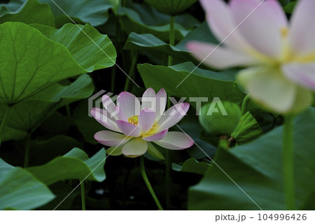 行田市古代ハスの里の世界のハス園に咲く花 行田市古代ハスの里の世界のハス園に咲く花 104996426