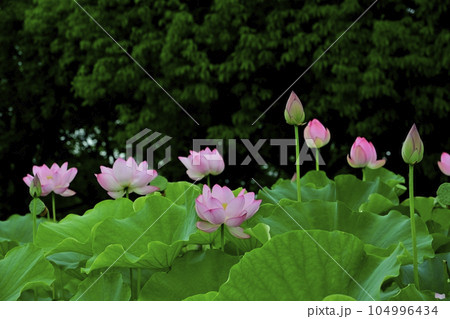 行田市古代ハスの里の世界のハス園に咲く花 行田市古代ハスの里の世界のハス園に咲く花 104996434
