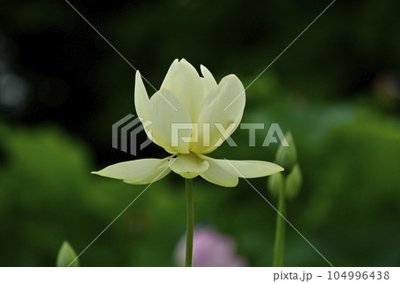 行田市古代ハスの里の世界のハス園に咲く花 行田市古代ハスの里の世界のハス園に咲く花 104996438