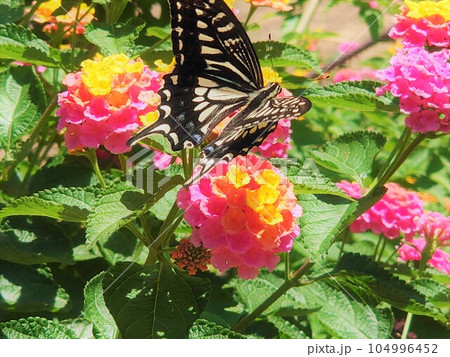 綺麗なアゲハ蝶 104996452