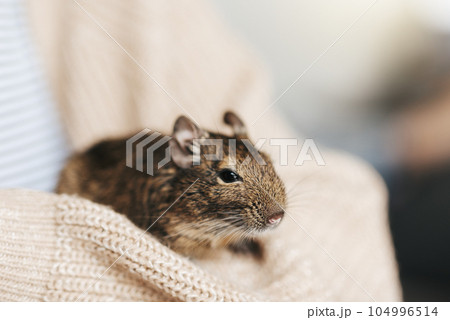 Young girl playing with small animal degu squirrel. 104996514