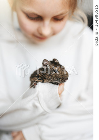 Little girl playing with small animal degu squirrel. 104996515