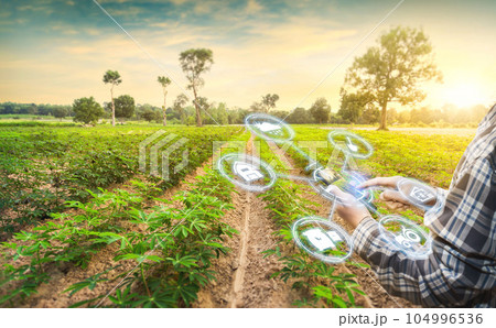 Asian male farmer working in cassava tree farm To collect data to study. Innovation technology for Develop farms to improve production efficiency. Asian male farmer working in cassava tree farm To collect data to study. Innovation technology for Develop farms to improve production efficiency. 104996536