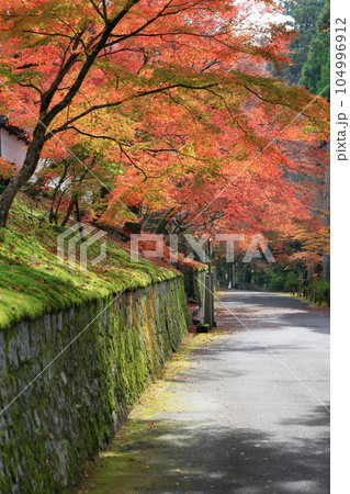 紅葉に包まれる小径 104996912