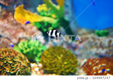 ミスジリュウキュウスズメダイ ミスジリュウキュウスズメダイ 104997247