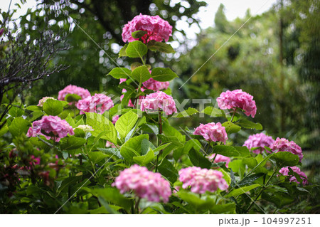雨の日の紫陽花 赤・ピンク 雨の日の紫陽花 赤・ピンク 104997251
