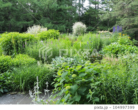 風のガーデン 104997399