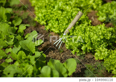 Garden tools in plantings of salad green lettuce in the backyard Garden tools in plantings of salad green lettuce in the backyard 104998110