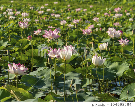 藤原宮跡の池に咲く蓮の花 藤原宮跡の池に咲く蓮の花 104998394