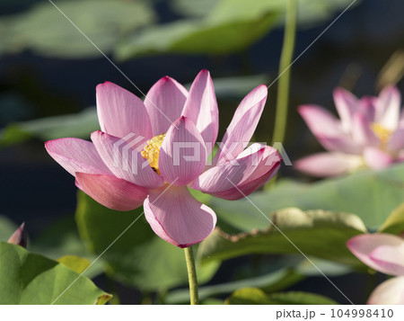 藤原宮跡の池に咲く蓮の花 104998410