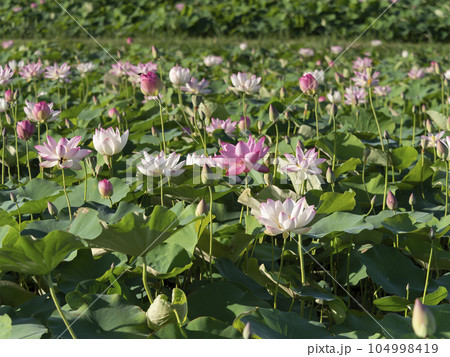藤原宮跡の池に咲く蓮の花 104998419