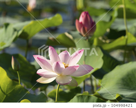 藤原宮跡の池に咲く蓮の花 104998421