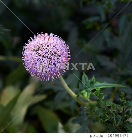 Closeup of a purple globe thistle flower growing in a garden with blur background copy space. Beautiful outdoor echinops perennial flowering pant with a green stem and leaves flourishing in a park Closeup of a purple globe thistle flower growing in a garden with blur background copy space. Beautiful outdoor echinops perennial flowering pant with a green stem and leaves flourishing in a park 104998475