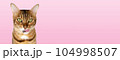 Isolated domestic cat on a white background. The cat licks its lips. 104998507