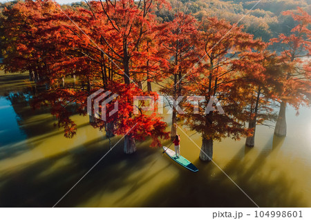 Traveller on stand up paddle board at the lake with Taxodium trees Traveller on stand up paddle board at the lake with Taxodium trees 104998601