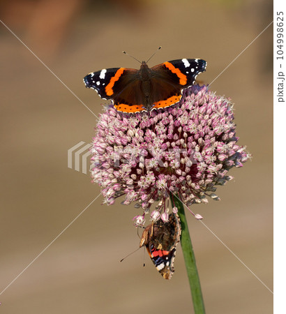 Two red admiral butterflies perched on wild leek or onion flower with copyspace background in home garden. Closeup of vanessa atalanta insects sitting on giant allium ampeloprasum or polyanthum plant 104998625