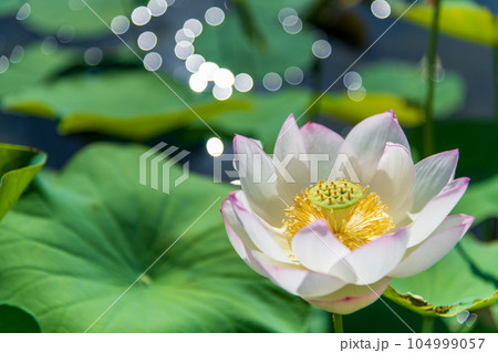 開き切る前の蓮の花 開き切る前の蓮の花 104999057