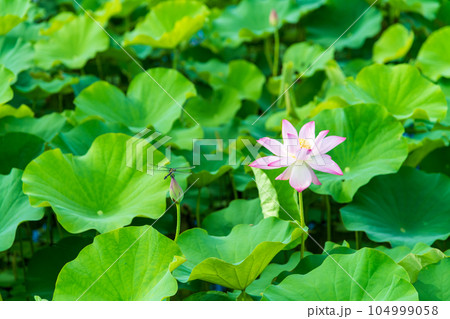 蓮の花を見つめるトンボ 蓮の花を見つめるトンボ 104999058