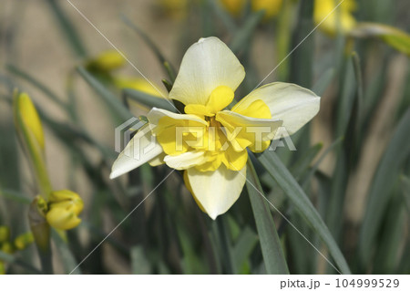 Butterfly Daffodil Smiling Twin 104999529