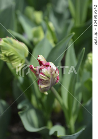 Parrot Tulip Estella Rijnveld 104999542
