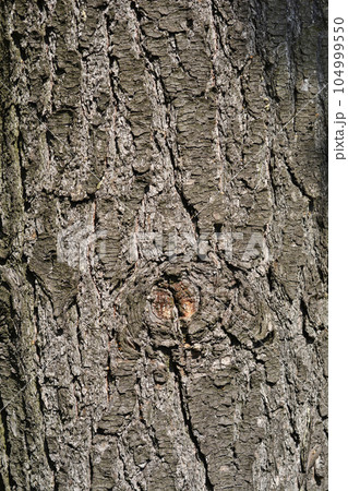 Eastern white pine 104999550
