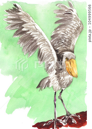 水彩で描いた羽根を広げたハシビロコウ23716pix7 104999566