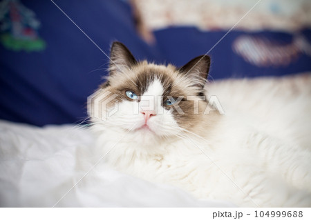 Young beautiful purebred Ragdoll cat at home Young beautiful purebred Ragdoll cat at home 104999688