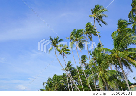アロナビーチのヤシの木、パングラオ島、ボホール州、フィリピン 105000331