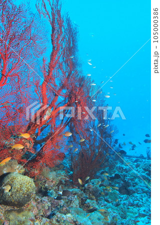 イソバナに熱帯魚　沖縄　水中写真 105000386