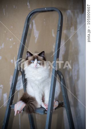 Cute domestic ragdoll cat on a construction ladder 105000607