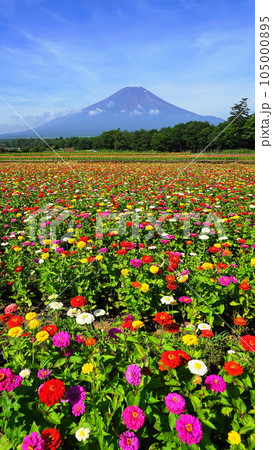 富士山を引き立てるカラフルな花畑　7月風景･富士山887ヒャクニチソウ･花の都公園V9.16 105000895