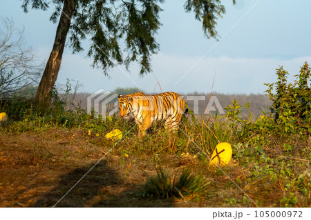 wild female bengal tiger panthera tigris during morning territory stroll staring cross signed yellow color stone marked for safari vehicles to limit area at jim corbett national park uttarakhand india 105000972