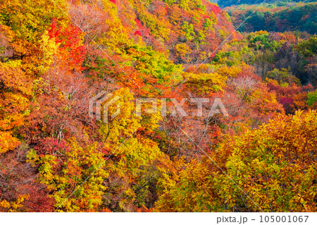 八幡平・松川渓谷の紅葉(森の大橋付近) 八幡平・松川渓谷の紅葉(森の大橋付近) 105001067
