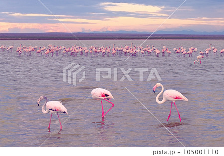 Flocks of african flamingos. Kenya, Africa 105001110