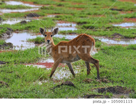 Deer graze on swampy areas of savannah 105001115
