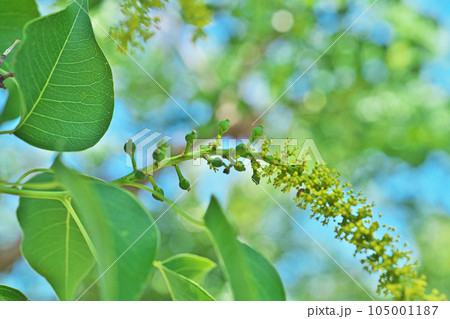 ナンキンハゼの雌花、小さな実（夏、七月） 105001187