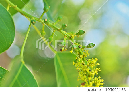 ナンキンハゼの雌花、小さな実(夏、七月) ナンキンハゼの雌花、小さな実(夏、七月) 105001188