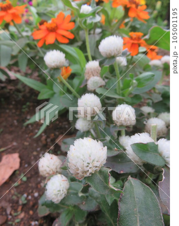 センニチコウと百日草が咲く花壇 センニチコウと百日草が咲く花壇 105001195