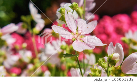 Blooming wild garden with pink flower musk mallow Malva Alcea left mallow vervain mallow or hollyhock mallow in the summer meadow. Wild mallow plant with lilac-pink flowers growing in a garden. Blooming wild garden with pink flower musk mallow Malva Alcea left mallow vervain mallow or hollyhock mallow in the summer meadow. Wild mallow plant with lilac-pink flowers growing in a garden. 105001238