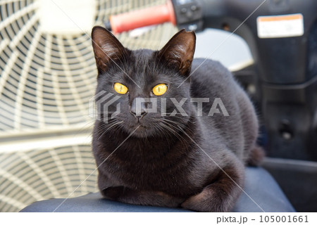 野良猫　黒猫 105001661