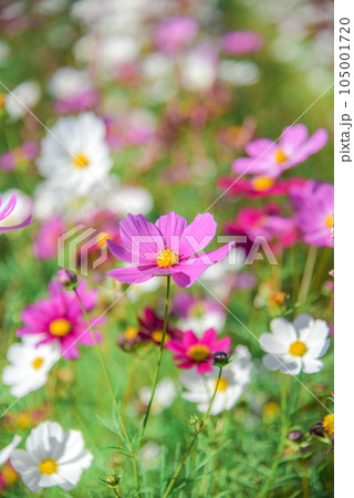 コスモス 105001720