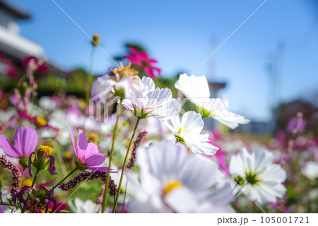 コスモス 105001721