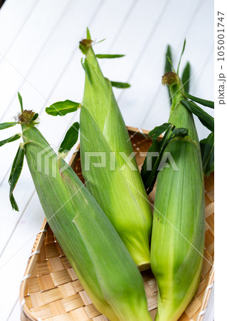 収穫したトウモロコシ 収穫したトウモロコシ 105001747