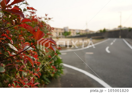 住宅街 道路と生垣 住宅街 道路と生垣 105001820