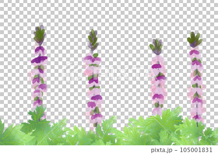 茛苕花卡 3 105001831