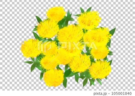 Safflower flower card 2 105001840