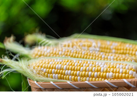収穫したトウモロコシ 105002021