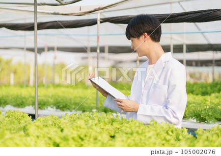 man Farmer harvesting vegetable and audit quality from hydroponics farm. Organic fresh vegetable, Farmer working with hydroponic vegetables garden harvesting, small business concepts man Farmer harvesting vegetable and audit quality from hydroponics farm. Organic fresh vegetable, Farmer working with hydroponic vegetables garden harvesting, small business concepts 105002076